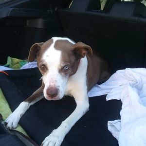 Meet your Posher, Todd